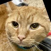 Cheddar