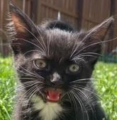Jinx