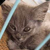 45 Long Haired Grey kitten