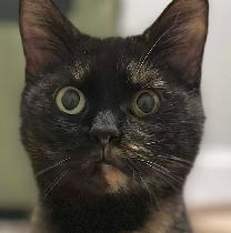 Rosie