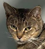 Tabby