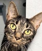 Tabby