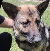GSD