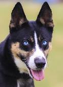 Rylo