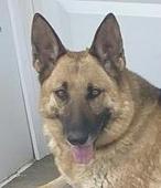 Sadie
